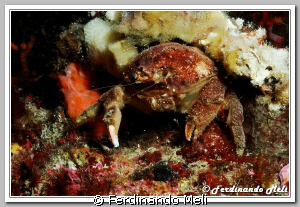 This crab (Dromia personata) detach pieces of sponge and ... by Ferdinando Meli 